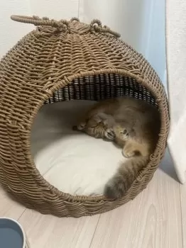 kasuuunn 様のお迎えした子猫