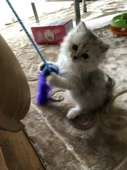ロミオmama 様のお迎えした子猫