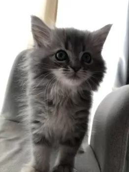 ゆかり 様のお迎えした子猫