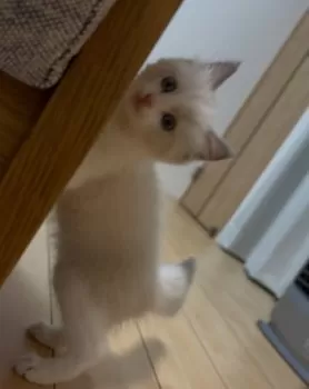 ラグドールネコ 様のお迎えした子猫