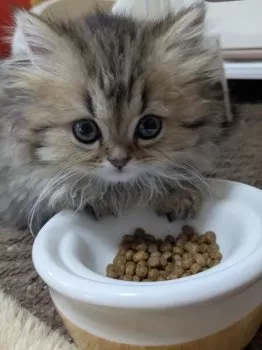 ココモコ 様のお迎えした子猫