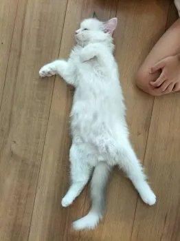 M.Ｉ 様のお迎えした子猫
