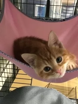 yoshi 様のお迎えした子猫