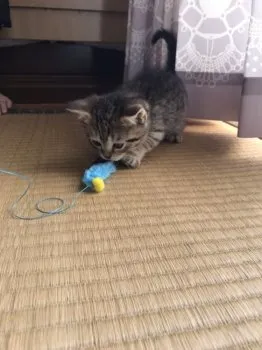 とし 様のお迎えした子猫