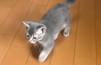 W.N 様のお迎えした子猫