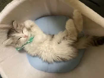 A.N 様のお迎えした子猫