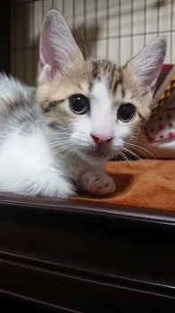 D輔 様のお迎えした子猫