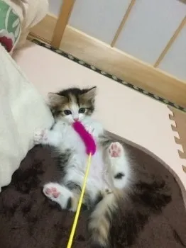 ちぃさんママ 様のお迎えした子猫