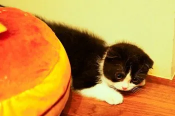 OYAKOUME 様のお迎えした子猫