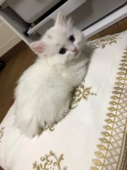 あさ 様のお迎えした子猫