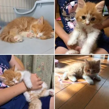 ルイママ 様のお迎えした子猫