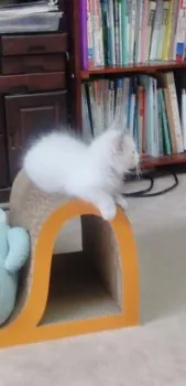 ウータン 様のお迎えした子猫
