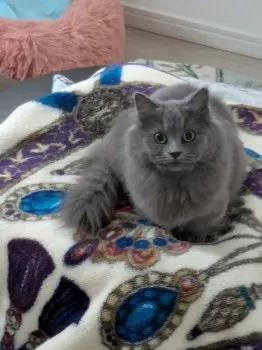 トマン 様のお迎えした子猫