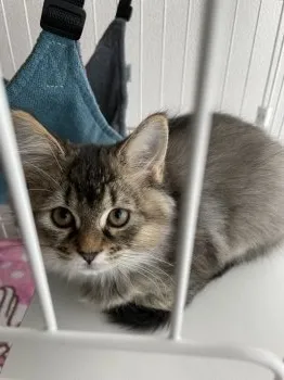 ルディちゃん 様のお迎えした子猫
