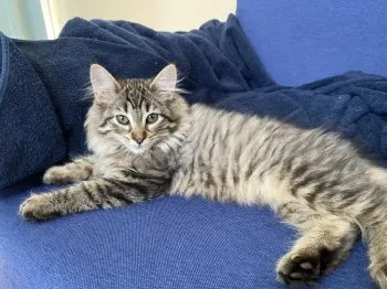 美姫 様のお迎えした子猫