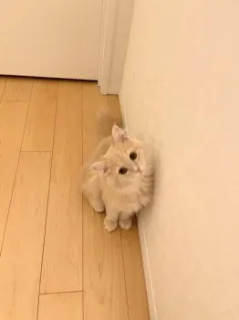 ここ 様のお迎えした子猫