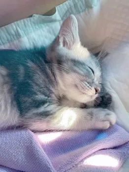 かい 様のお迎えした子猫