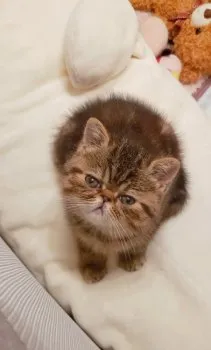 Chikoママ 様のお迎えした子猫