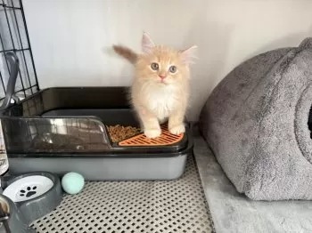 Roy 様のお迎えした子猫