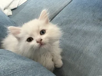 A.S 様のお迎えした子猫