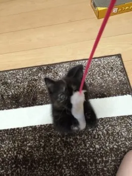 あんこママ 様のお迎えした子猫