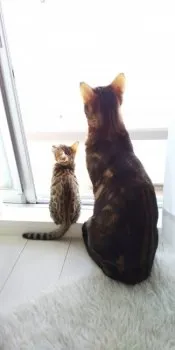 ハンナ 様のお迎えした子猫