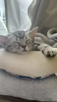 C.N 様のお迎えした子猫