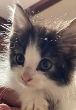 ケイ 様のお迎えした子猫