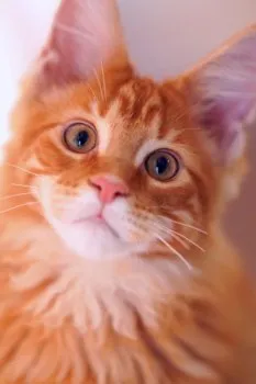 R.N 様のお迎えした子猫