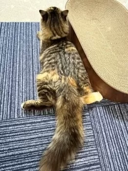 Lino 様のお迎えした子猫