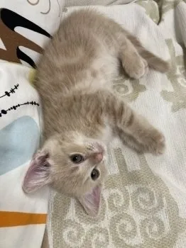 M.H 様のお迎えした子猫