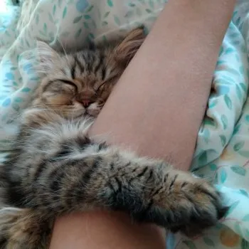 さっちゃん 様のお迎えした子猫
