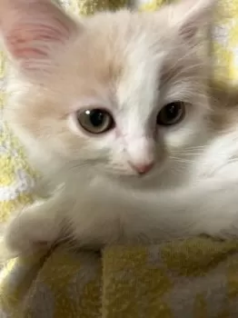 H.O 様のお迎えした子猫