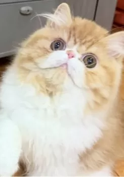 M.R 様のお迎えした子猫