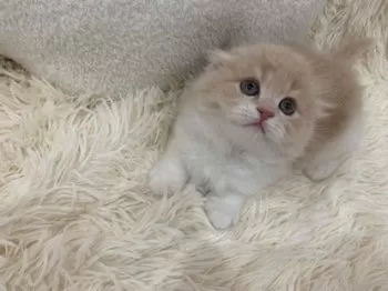 M.S 様のお迎えした子猫