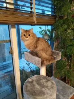 こころ 様のお迎えした子猫