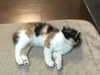 Jun 様のお迎えした子猫