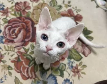 S.T 様のお迎えした子猫