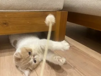 S.K 様のお迎えした子猫