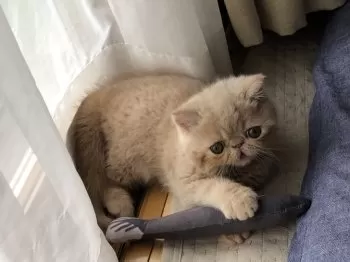 ふう 様のお迎えした子猫