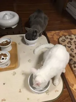 のえる 様のお迎えした子猫