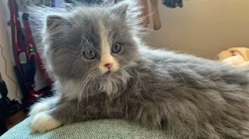 okw 様のお迎えした子猫