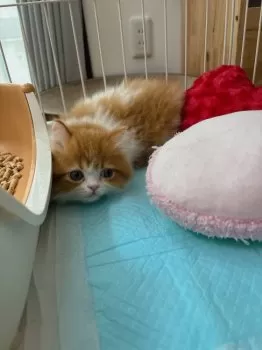 にこにこ 様のお迎えした子猫