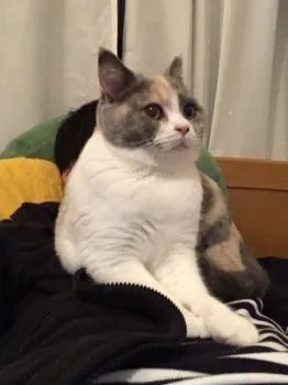 ポピー 様のお迎えした子猫