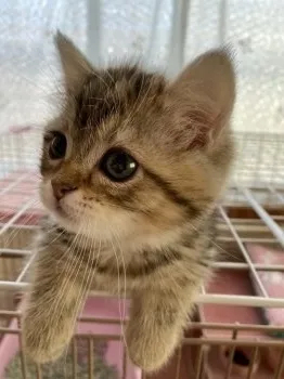 Jerry 様のお迎えした子猫