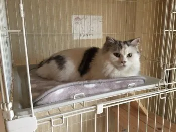 K.W 様のお迎えした子猫