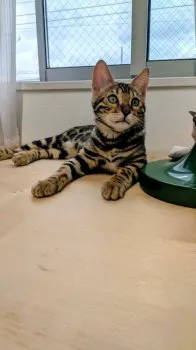 C.M 様のお迎えした子猫