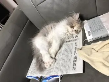 mako 様のお迎えした子猫