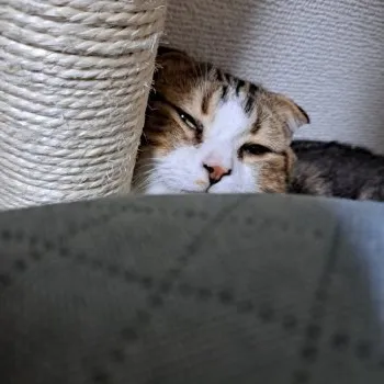 あちゅん 様のお迎えした子猫
