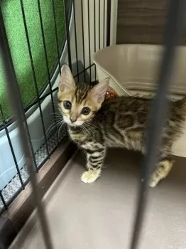 yochi 様のお迎えした子猫